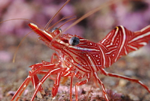 Dancing Shrimp aka Camel shrimp by Suzan Meldonian 